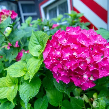 Apartman Gaestehaus Schmitz *